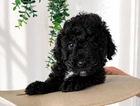 puppy