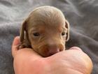 puppy