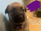 puppy