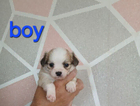 puppy
