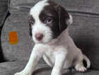 Puppy