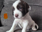 puppy