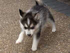 Puppy