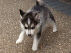 puppy