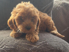 puppy