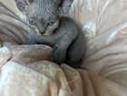 Kitten