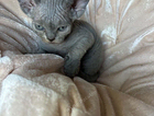kitten