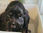 Puppy