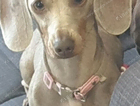 Lieila is a mini dashound lilac and tan