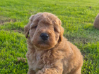 puppy