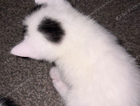 kitten