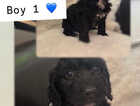 Puppy