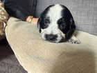 Puppy