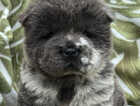 Puppy