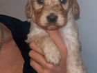 puppy