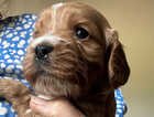 Puppy