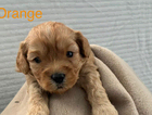 puppy