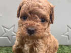 Puppy