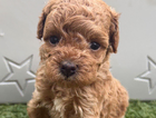 puppy