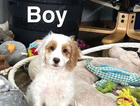 puppy