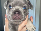puppy
