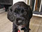 Puppy