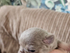 puppy