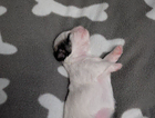 puppy