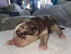 Puppy