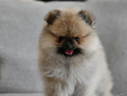 puppy