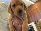 Puppy