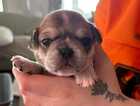 Puppy