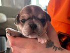 puppy