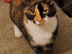 Missing Cat
