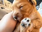 puppy