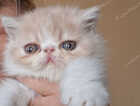 Kitten