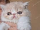 kitten