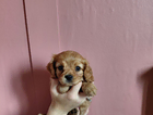 mika