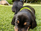 puppy  (mrs yellow)