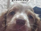 Puppy