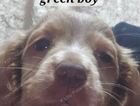 puppy