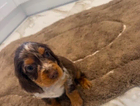 puppy