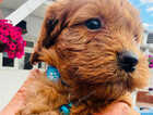Puppy