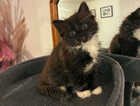 Kitten