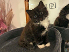 kitten