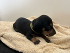 puppy