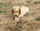 Puppy