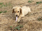 puppy