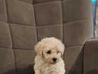 Puppy