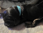 puppy turqoise collar